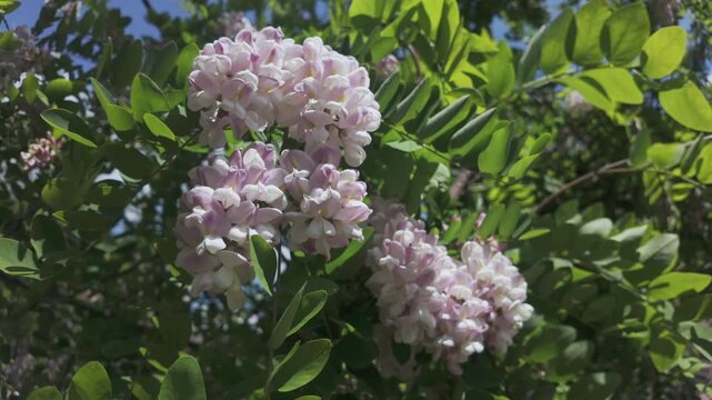 Bottom-up view of white-pink flowers of the blooming Pink Acacia or Clammy Locust (Robinia viscosa), swaying in the wind