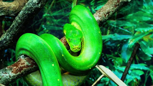 Bright green tree snake coiled around natural branch in forest setting
