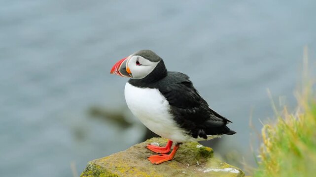 Puffin Bird Standing on Rock Near Coastal Water