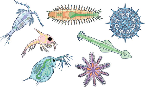Marine Plankton and Microscopic Ocean Organisms Vector Illustration Set Featuring Copepod Daphnia Radiolarian Polychaete Larva and Arrow Worm