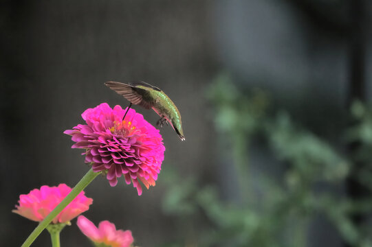 Red throated hummingbird hovering flying around bright colorful pink zinnia in full bloom. 