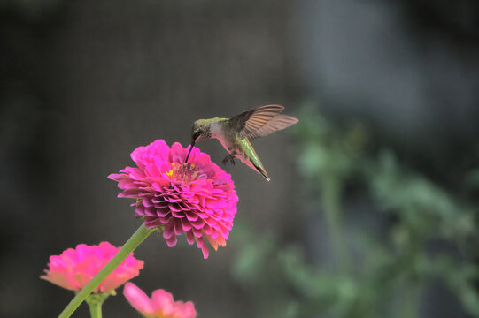 Red throated hummingbird hovering flying around bright colorful pink zinnia in full bloom. 