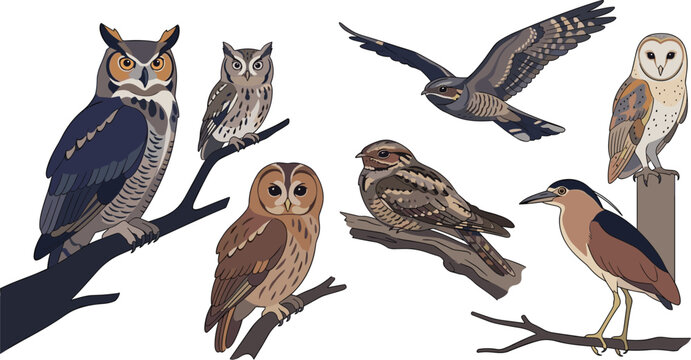 Nocturnal Birds and Night Wildlife Vector Illustration Set Featuring Horned Owl Screech Owl Barn Owl Nighthawk Nightjar Night Heron