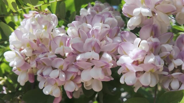 Details of white-pink flowers on the inflorescence of the blooming Pink Acacia or Clammy Locust (Robinia viscosa), sway in the breeze on sunny day