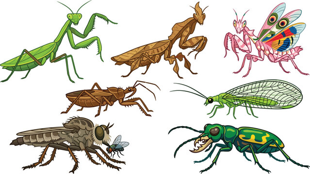 Predatory Insects and Beneficial Bugs Vector Illustration Set Featuring Praying Mantis Assassin Bug Lacewing Robber Fly and Tiger Beetle