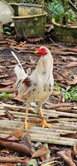 White and brown rooster foraging on the ground, livestock concept © Nana