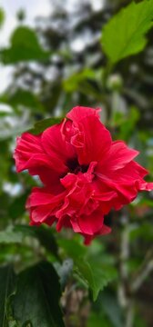Red Bunga Raya flower in bloom against blurred green leaves background