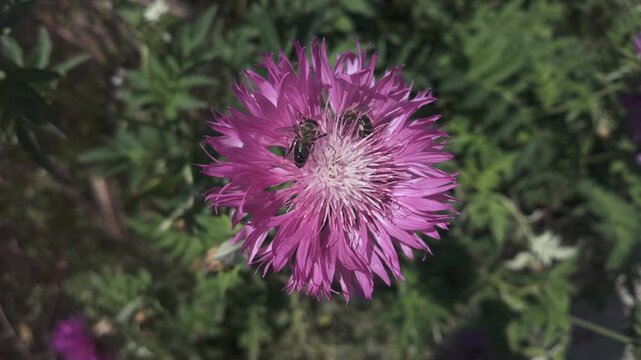 Top view of Persian cornflower (Psephellus dealbatus) with two honey bees sitting on it, then one bee flies away, close-up, slow motion