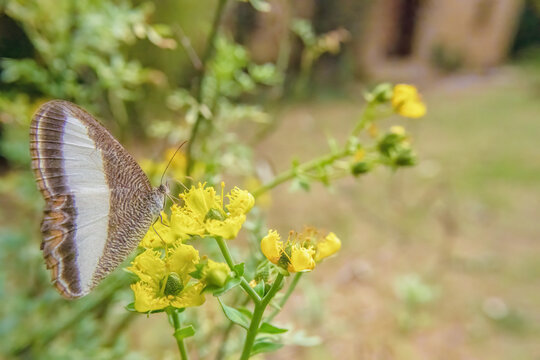 Bandaged Satyr butterfly feeding on rue flowers