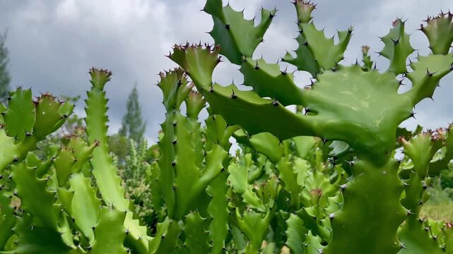 Green prickly pear cactus paddles