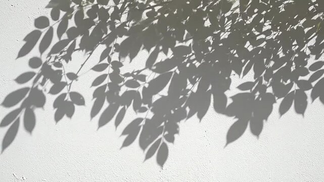 The dark shadow of tree leaves cast upon a textured white wall surface