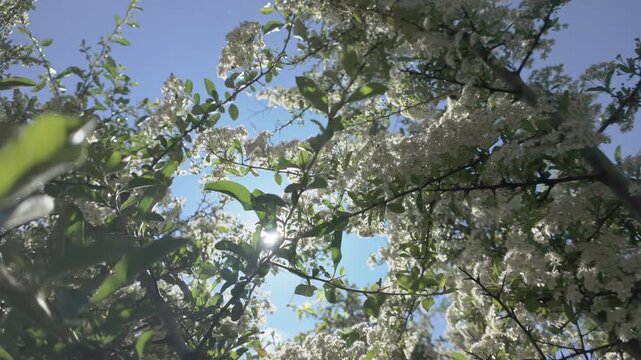 Bottom-up view of small white flowers of flowering Scarlet firethorn (Pyracantha coccinea) against blue sky, backlit by sun, panning shot