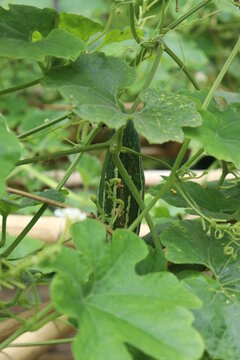 Sprawling Pointed Gourd Plant, Green Leaves, Vines, and Vertical Growing Vegetable