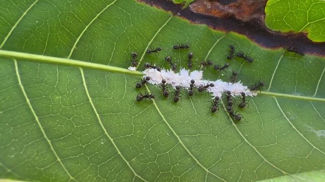 Symbiosis of Ants and Mealybugs on a Green Leaf Vein, Detailed top-down macro view of black ants gathering around a line of white mealybugs clustered along the central vein of a large, textured green 