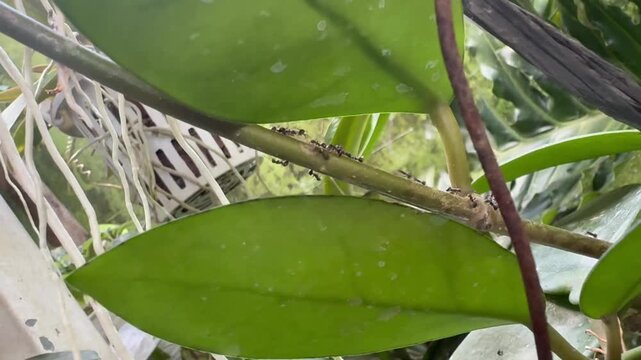 Small Black Ants Trailing Along a Green Plant Stem, Close up video of a line of tiny black ants crawling along a smooth green plant stem, navigating between thick green leaves and hanging aerial roots