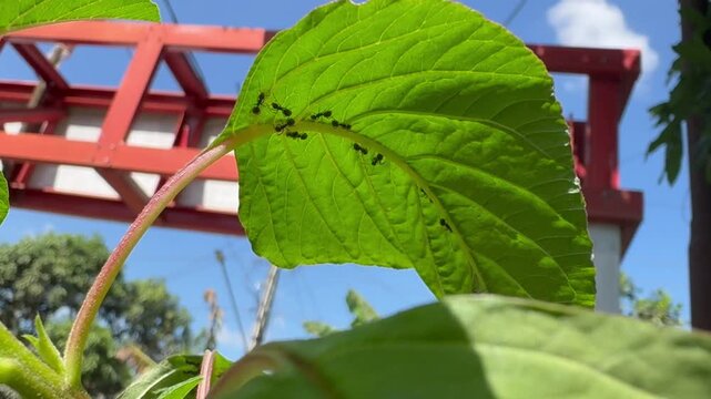 Black Ants Trailing on the Underside of a Green Leaf Against a Blue Sky, Low angle view of black ants crawling along the central vein on the underside of a vibrant green leaf, with a red structural fr