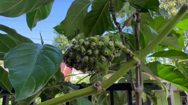 Swarm of Black Ants Crawling on a Green Noni Fruit, Close up shot of a colony of black ants heavily infesting and crawling all over a growing, textured green noni fruit on the tree.