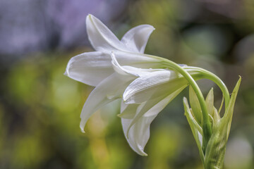 Intertwined Madonna lily flowers illuminated by the morning sunlight © Mauricio Acosta