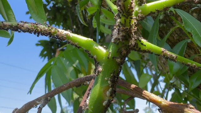 Extreme Infestation of Ants and Scale Insects on a Green Branch, Close up macro footage revealing a severe infestation of black ants and white scale insects tightly clustered around the nodes of a gre
