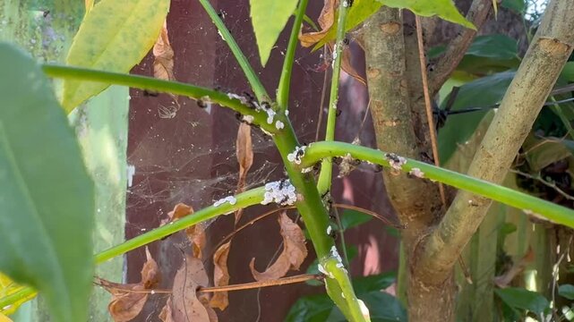 Ants and Mealybugs Infesting a Green Stem with Spider Webs, Close up video frame showing a symbiotic colony of black ants and white mealybugs clustered on a green plant stem, surrounded by fine spider