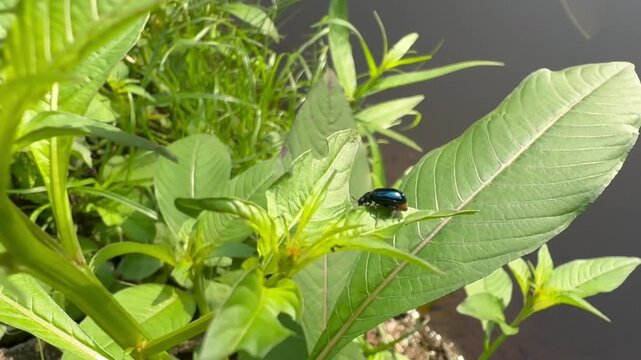 Shiny Blue Beetle Resting on a Large Plant Leaf, A vibrant, iridescent blue beetle rests prominently in the center of a broad green leaf, surrounded by lush vegetation with the dark water