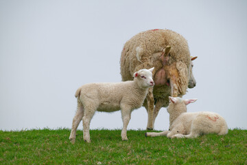 Fototapeta premium Mother sheep with two lambs on green grass under cloudy sky in pastoral setting