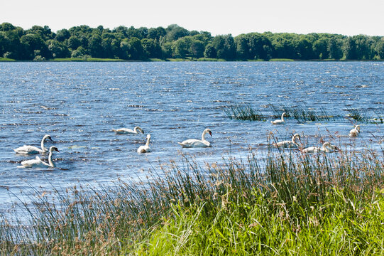 The photo shows a flock of white swans swimming along the river in summer