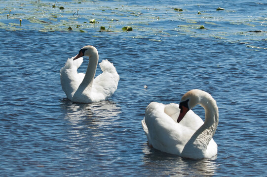 The photo shows two white swans on the water in summer