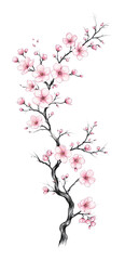Fototapeta premium PNG Elegant cherry blossom branch illustration.