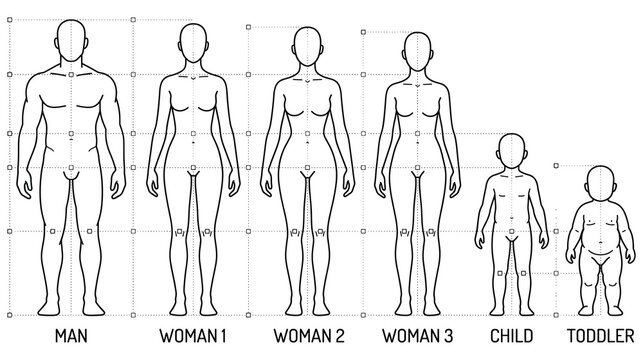 Human body proportions and height scale chart for man woman child and toddler silhouettes.