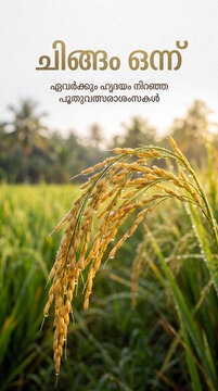 Golden ripe paddy stalk with morning dew droplets in green rice field for Chingam 1 Kerala New Year and Onam festival greeting template with copy space