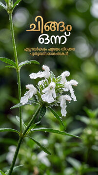 Fresh white thumba flowers with water droplets on green stem for Chingam 1 Kerala New Year and Onam greeting banner with copy space