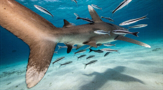 Whitetip reef shark swimming through clear tropical water