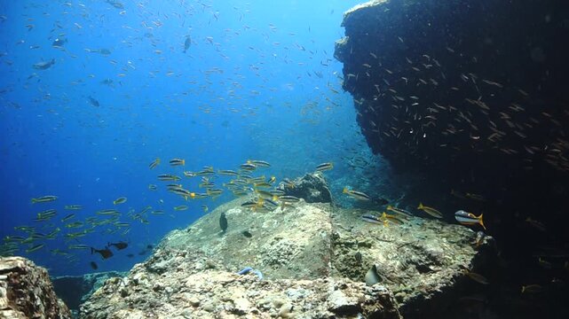 Underwater photo of a beautiful coral reef and marine life. From a scuba dive in Thailand.