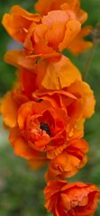 Obraz premium ranunculus at garden in the spring