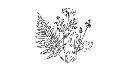 Botanical Line Art: Fern, Daisy, and Plantain Leaves - Hand-Drawn Illustration © Kun
