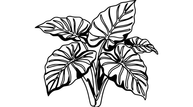 Black and White Illustration of a Lush Elephant Ear Plant