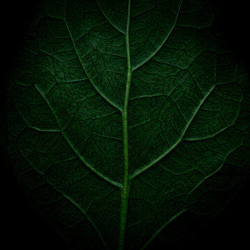 Macro close up of a deep green leaf showing intricate vein patterns against a solid pitch black background