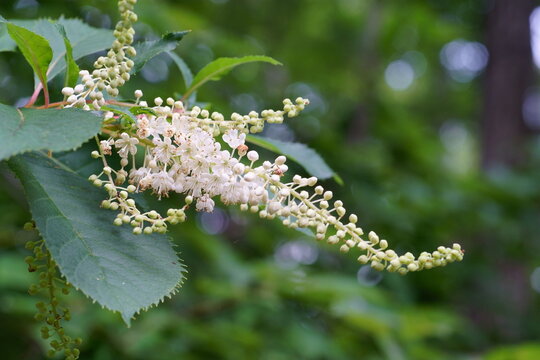 リョウブの花と蕾