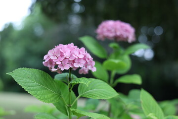 Fototapeta premium Hortensias roses à grandes feuilles dans un jardin verdoyant
