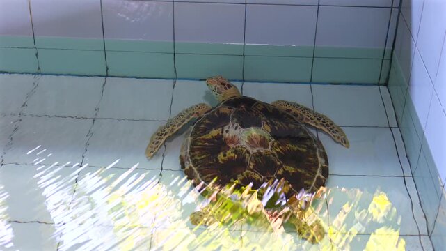 Top-down oblique view of sea turtle resting in shallow glazed tile pool with rippling light, shimmering caustics, and calm indoor wildlife care setting, with turtle, sea, marine, animal detail