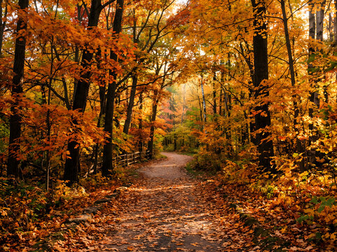 autumn fall park forest