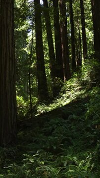 Vertical shot of sunlit redwood forest hillside with ferns