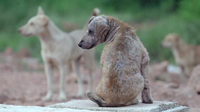 Stray dog ​​has leprosy, an inflammation of the skin.	