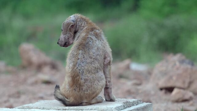 Stray dog ​​has leprosy, an inflammation of the skin.	