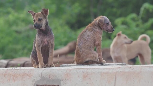 Stray dog ​​has leprosy, an inflammation of the skin.	