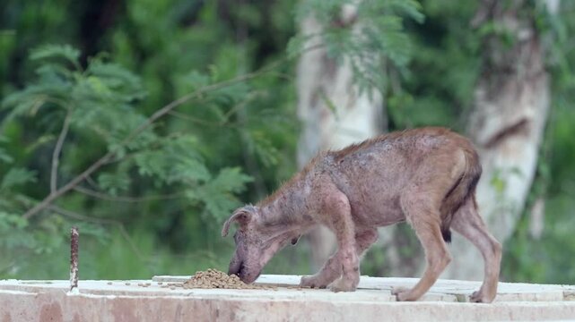 Stray dog ​​has leprosy, an inflammation of the skin.	