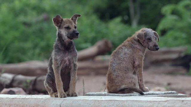Stray dog ​​has leprosy, an inflammation of the skin.	