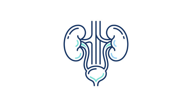 Outlined illustration of the human urinary system showing kidneys, ureters, bladder, and urethra on a white background.