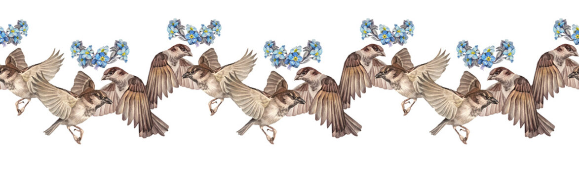 Watercolor seamless border with sparrow family and flower forget-me-not on white background. Wild brown bird for invite. Summer or spring time animal. Nature botanical rim for wallpaper or wrapping